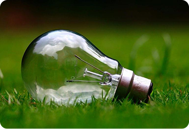 Bulb on Grass